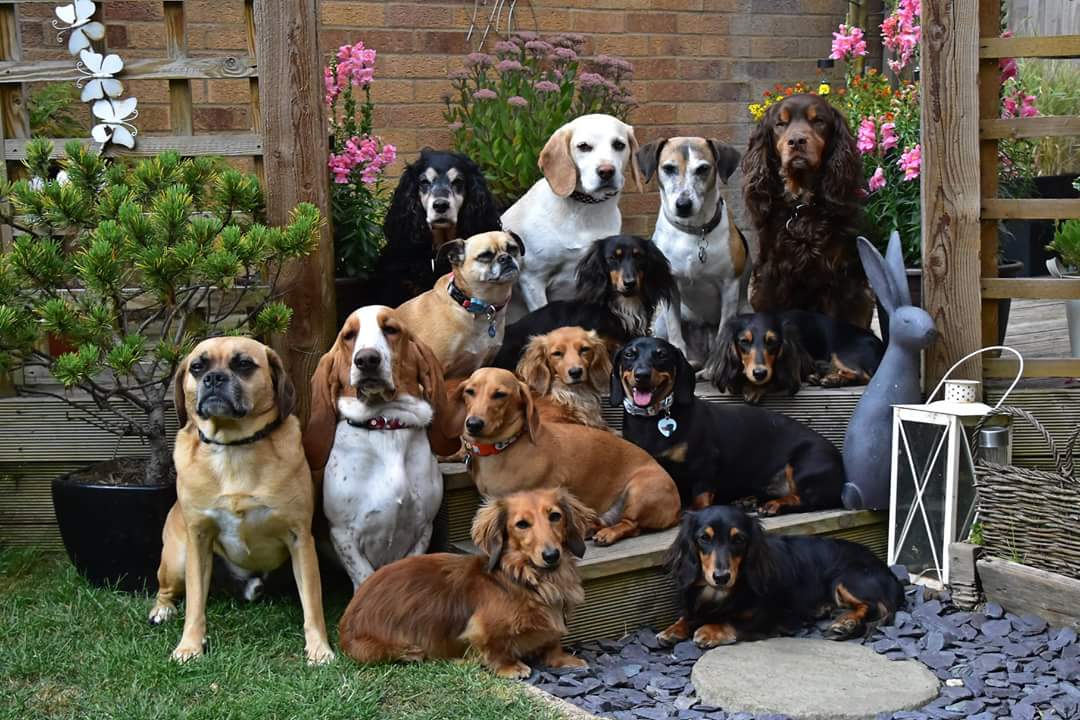 Jrl_18's tweet image. #barkingmadregulations @JackieDP @michaelgove #WorldSightDay The new DEFRA Animal Welfare regulations  are too restrictive and causing our small businesses to close, numbers should not be restrictive where control can be demonstrated #barkingmadregulations @JackieDP, @michaelgove