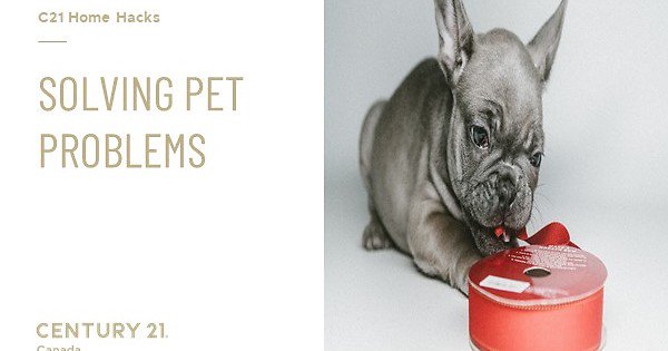 Candileegrant's tweet photo. We all love our pets but they can really start to rule the roost at home if you let them! Here are some solutions to solving pet problems at home. https://t.co/xZfmCxjy4x https://t.co/3fzD0LhJh3