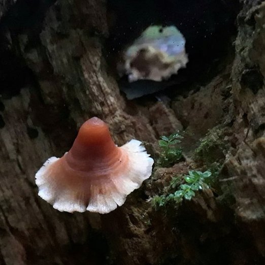 After yesterday's phallic sprouting acorn, here is something a little more feminine... #mushroomsofminnesota #wonderstanding
