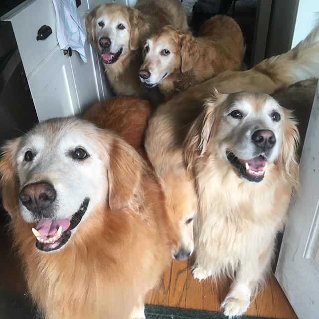 TheGoldenRatio4's tweet photo. Venk = snek 🐍 🐶 https://t.co/VPl9yhGeyH