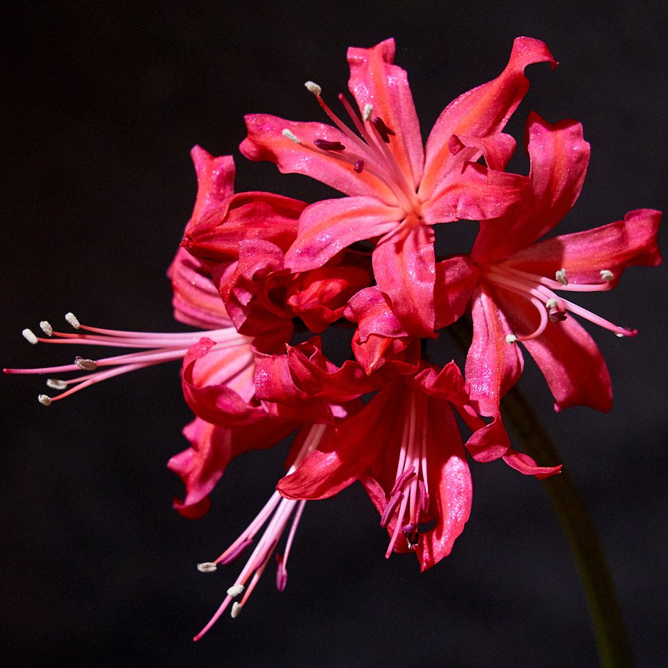 Example from a wonderful display of Nerine Sarniensis currently at Exbury Gardens <a href="/exburygardens/">Exbury Gardens & Steam Railway</a> #flowers #stilllife #artistic #lillies