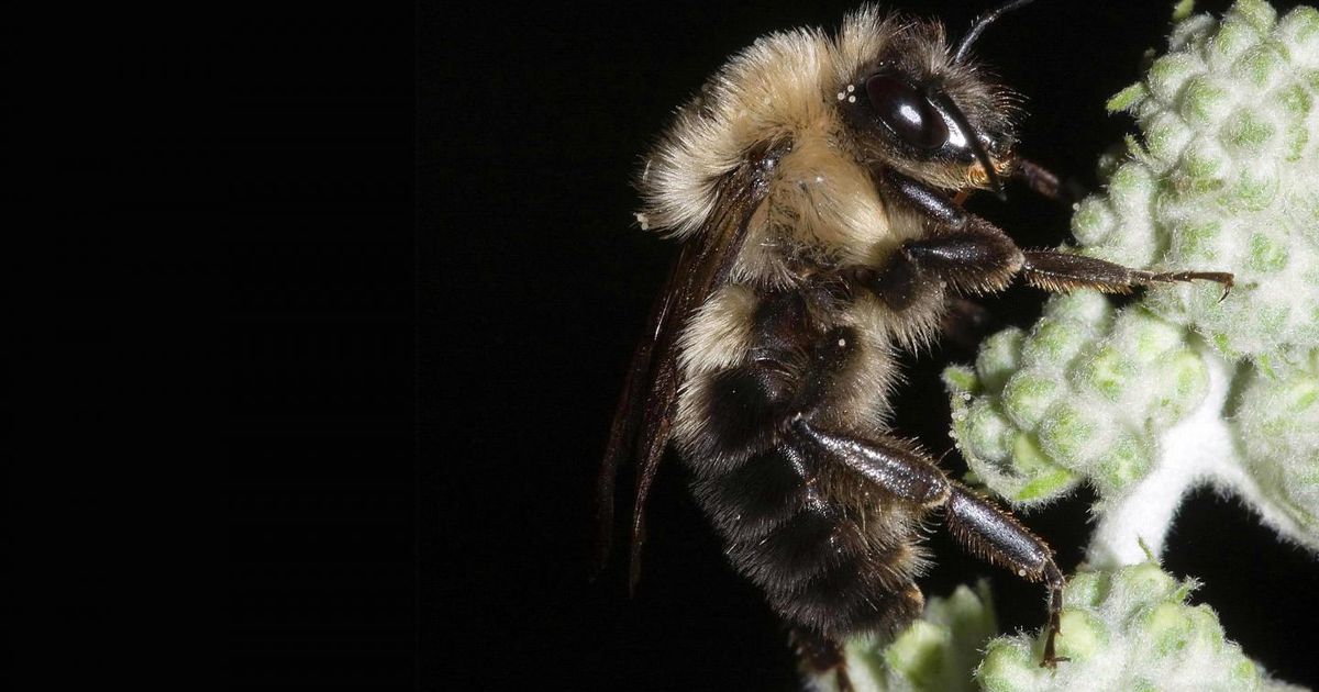 eStream_Studios's tweet image. Bees got weird during 2017&apos;s #total_solar_eclipse in the U.S. dlvr.it/QmwBQn | bit.ly/ebargains1  @VentureCoinist