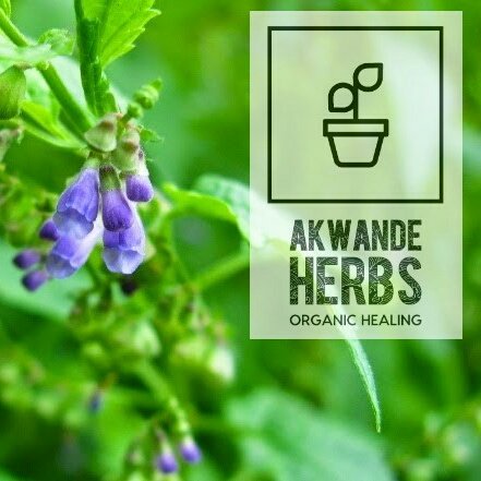 AkwandeF's tweet photo. Geminating our new @AkwandeF #herbs 
Comprising of: Skullcap, African potato, Amaranth - Chinese Spinach, St John's wort, Yarrow and Burdock
Looking forward to the results! https://t.co/GAl0qILXVP