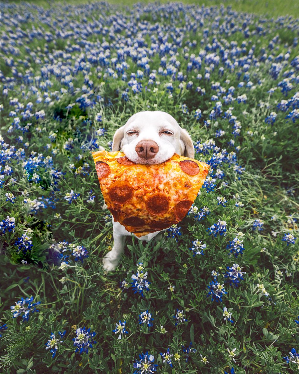 This is Sid. He got famous a few years ago for holding a piece of pizza. Wanted to let everyone know he’s still thriving. 14/10 for the pupperoni legend