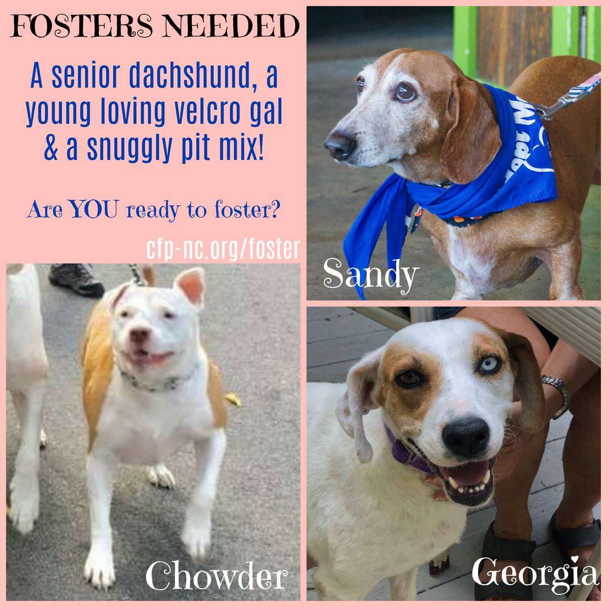 Cause for Paws of NC tweet media