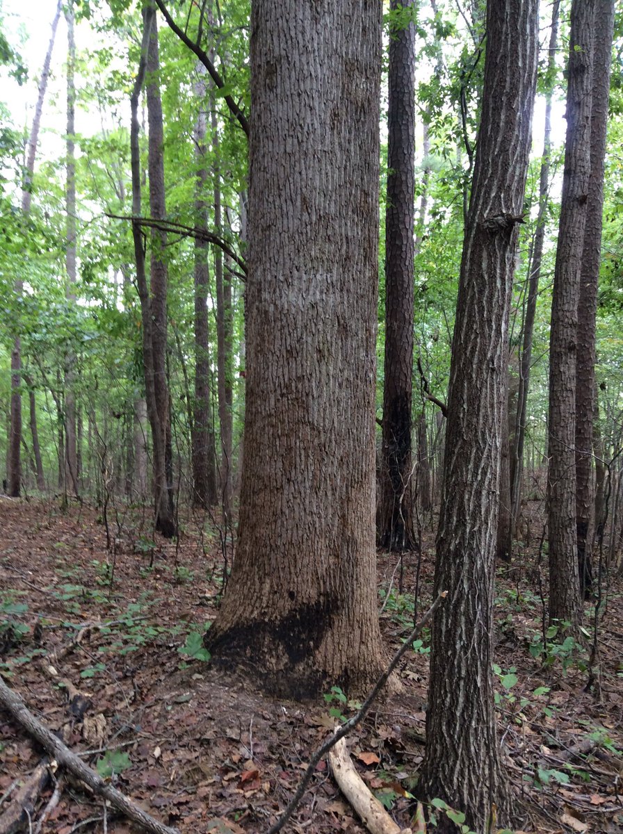 TreeTaggr_HB's tweet photo. @treetaggr #species(tulip poplar) "this tree top looks like a starfish" -camper https://t.co/EX7r4bcaWi