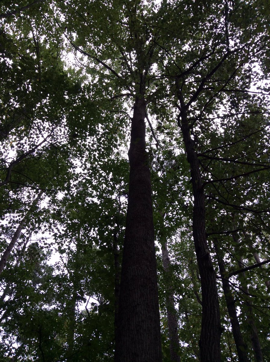 TreeTaggr_HB's tweet photo. @treetaggr #species(tulip poplar) "this tree top looks like a starfish" -camper https://t.co/EX7r4bcaWi