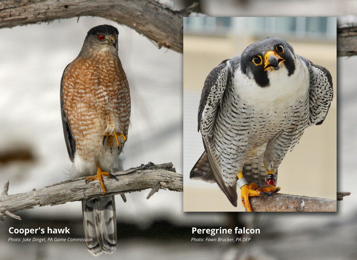 Falcon Chatter On Twitter Yesterday A At Dcnrnews Employee