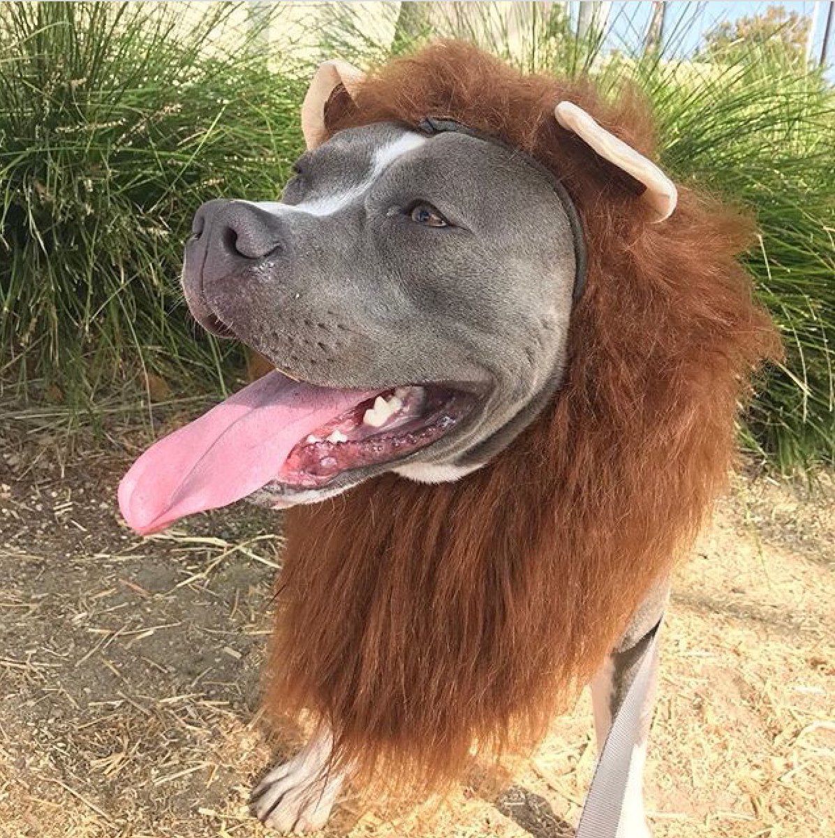 California Costumes on Twitter: "Hodor looking fierce in the “King of the Jungle” from our “ImPAWsters” line of pet costumes. Reposted Instagram user #californiacostumes #costume #pitbull #dog #puppy #puppylove # California Costumes on Twitter: "Hodor looking fierce in the “King of the Jungle” from our “ImPAWsters” line of pet costumes. Reposted Instagram user #californiacostumes #costume #pitbull #dog #puppy #puppylove #
