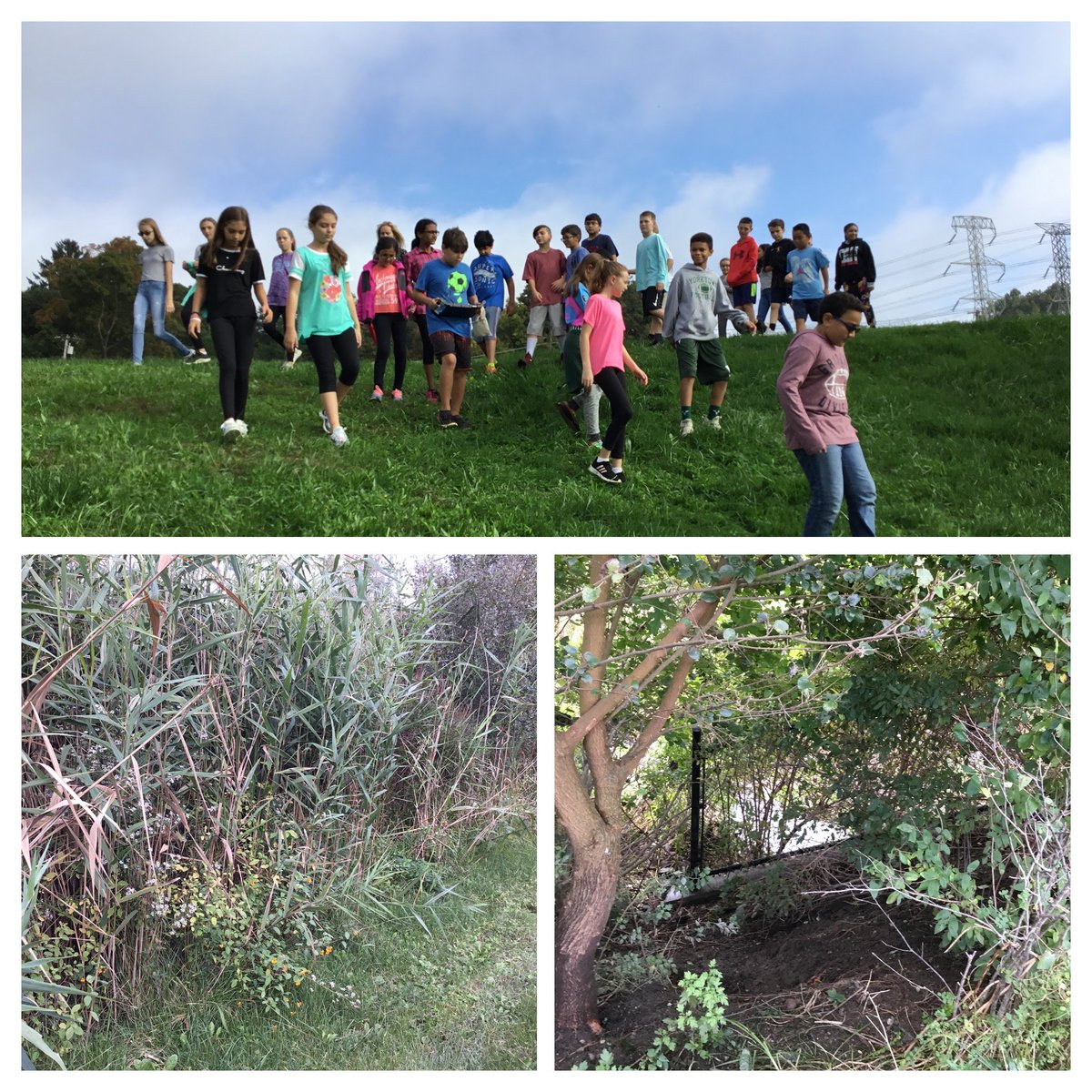 therealTeamY's tweet photo. Today in science class, students tour the middle school campus to gain a better understanding of a watershed and those pesky phragmites plants. #streamstudy https://t.co/xsJJVNOg8W