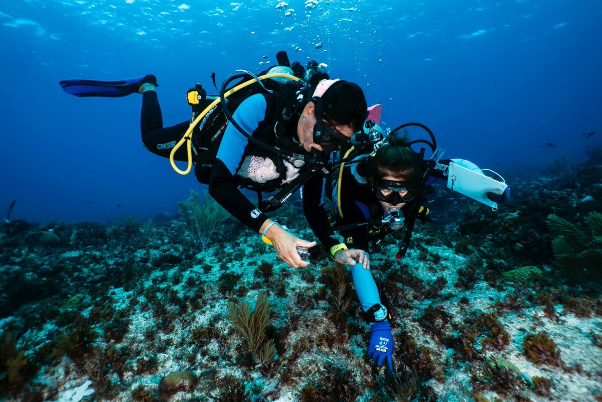 El turno 2 de la #ExpediciónSeaflower2018 continúa con sus investigaciones en oceanografía, metales pesados, basura marina, bioindicadores, diversidad de tiburones, anémonas y corales, y herramientas geomáticas! <a href="/ArmadaColombia/">Armada de Colombia</a> <a href="/ccoceano/">CCO 🇨🇴</a> <a href="/coralina_sai/">CORALINA</a> <a href="/Dimarcolombia/">DimarColombia</a> <a href="/Colciencias/">Tobillo Gomez</a>