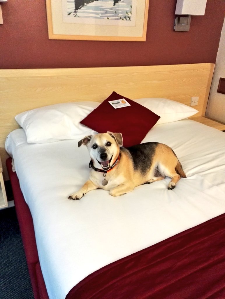 CampervanPup's tweet photo. So dad took me on a campervan trip to Yorkshire. Unfortunately we were inundated by 🐞🐞🐞, I took it upon myself to chase them constantly, I'm a terrier!! Dad got a bit stressed and booked us in to a hotel... RESULT!! Must remember that tactic 🐾🐾 https://t.co/srfW8AX8Ni