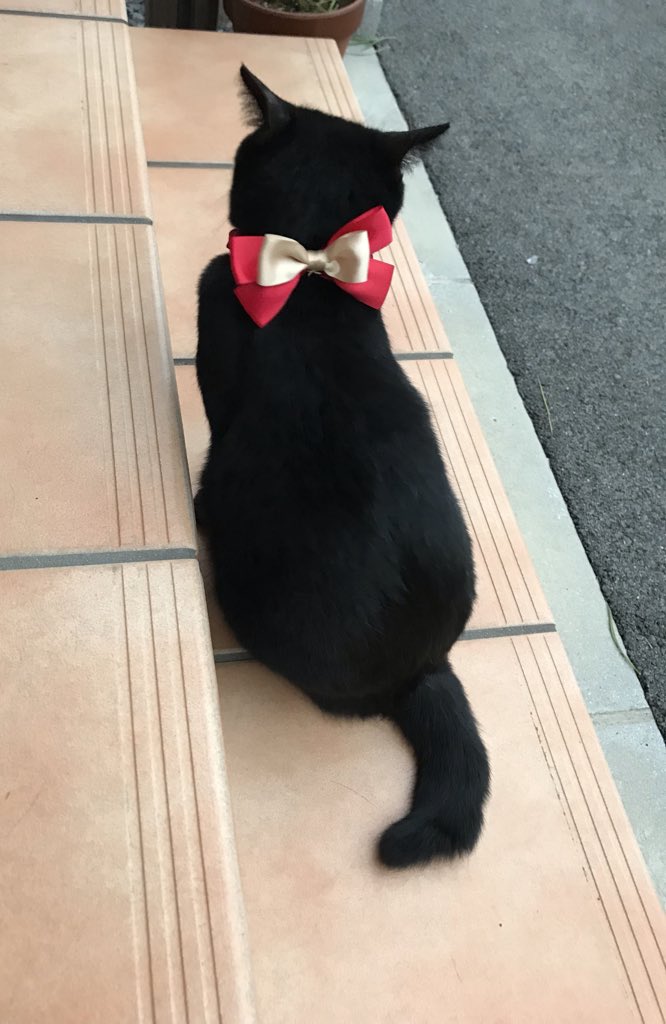 ゆあ V Twitter 追伸 私の黒猫フォルダーには映え映えな黒猫様の写真がたくさんありますよ Fwf 黒猫は後ろ姿 すらも映えますし それ以上に愛くるしい猫さんです ゆあ V Twitter 追伸 私の黒猫フォルダーには映え映えな黒猫様の写真がたくさんありますよ Fwf 黒猫は後ろ姿 すらも映えますし それ以上に愛くるしい猫さんです