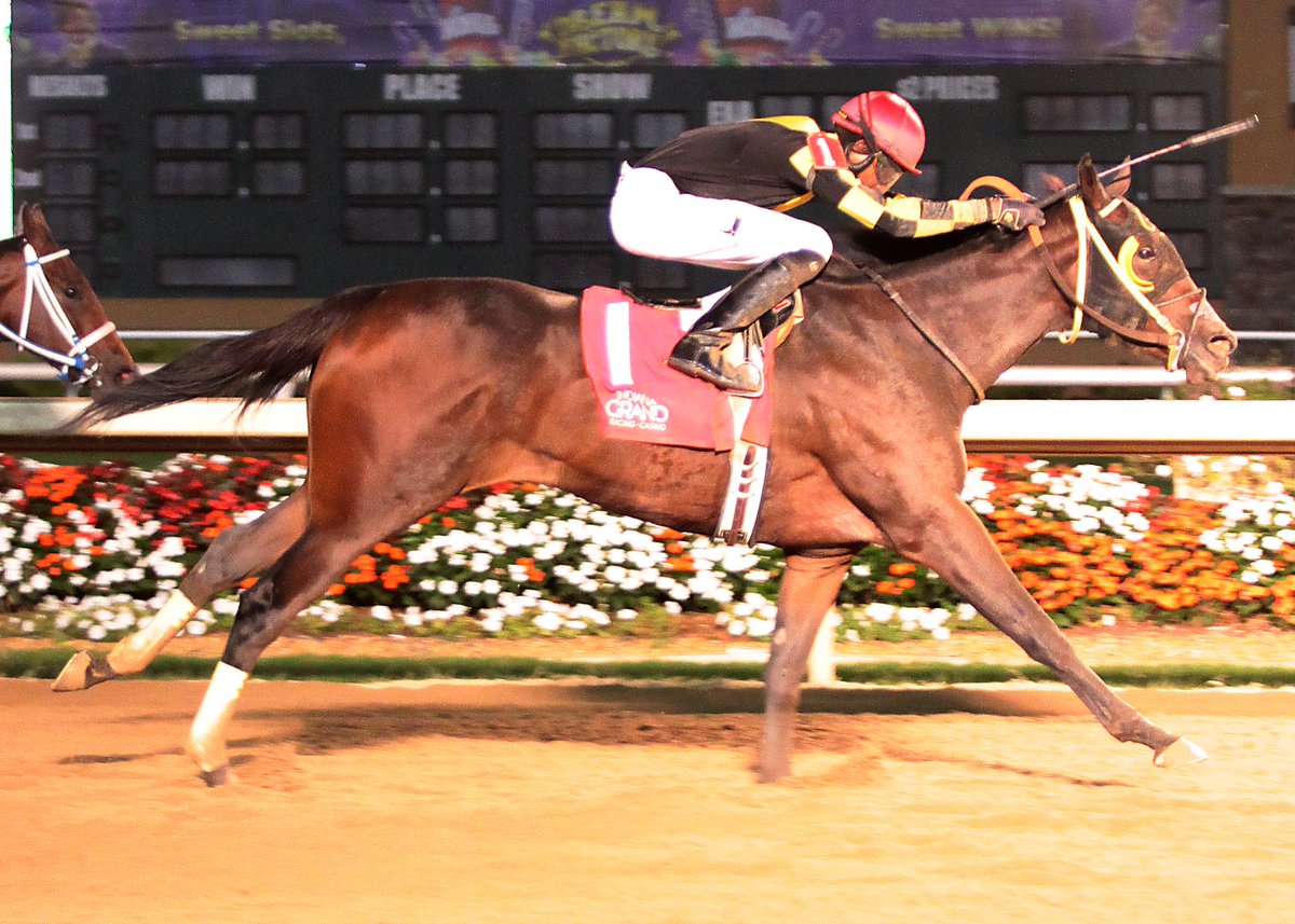 GrandGestureStb's tweet photo. Bold Concept will make her 6th start for @GrandGestureStb Sat. Oct. 13 in Race 5, Post 3 - Go Bold! @IGTammy @RacingRachelM @NancyUryHolthus @billdownes1 https://t.co/H69BmkTP1j