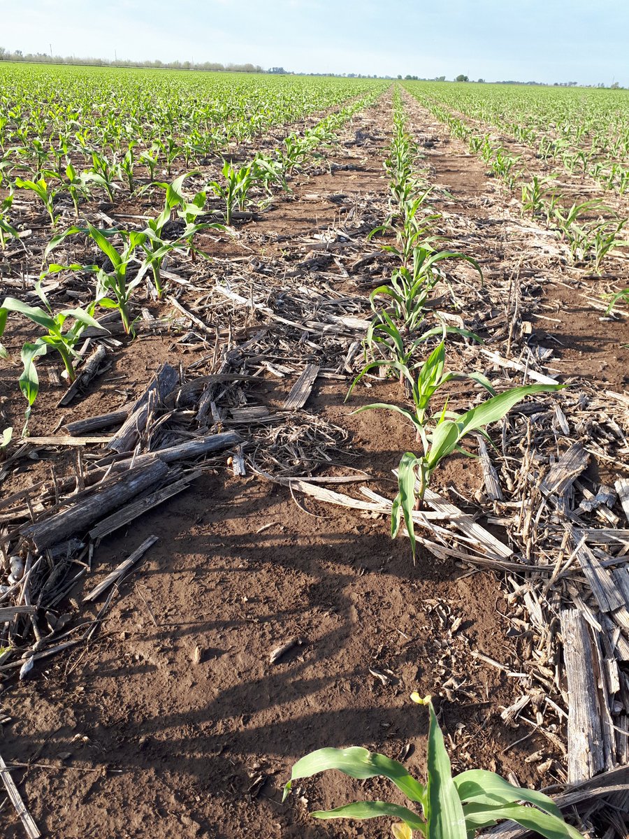 LuGuerrra's tweet photo. Nuestros híbridos #Syn875vip3 y #Syn848vip3 creciendo sin competencia gracias a #AcuronPack. @Syngenta_ar #juntoalproductor @arielbertossi @martinparoni https://t.co/L2RVkTlaFd