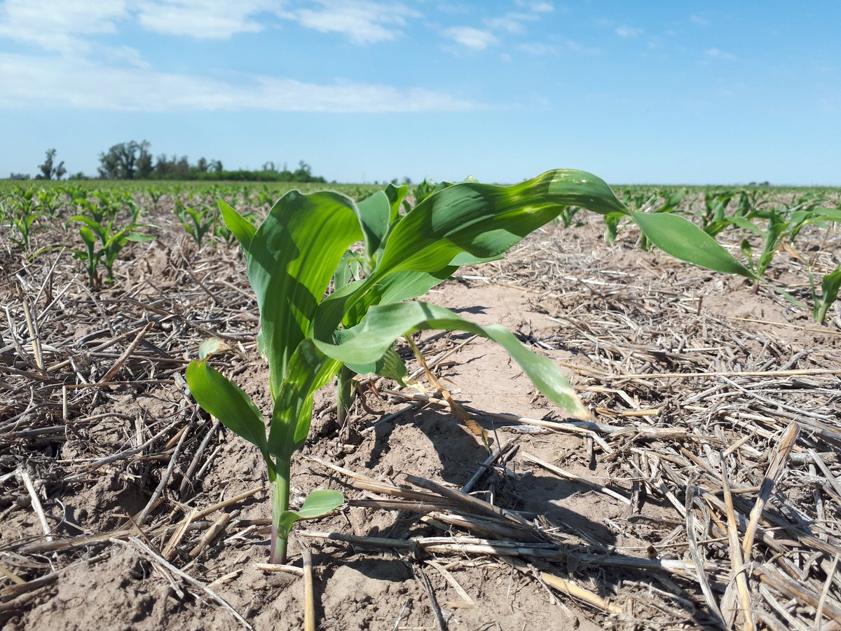 LuGuerrra's tweet photo. Nuestros híbridos #Syn875vip3 y #Syn848vip3 creciendo sin competencia gracias a #AcuronPack. @Syngenta_ar #juntoalproductor @arielbertossi @martinparoni https://t.co/L2RVkTlaFd