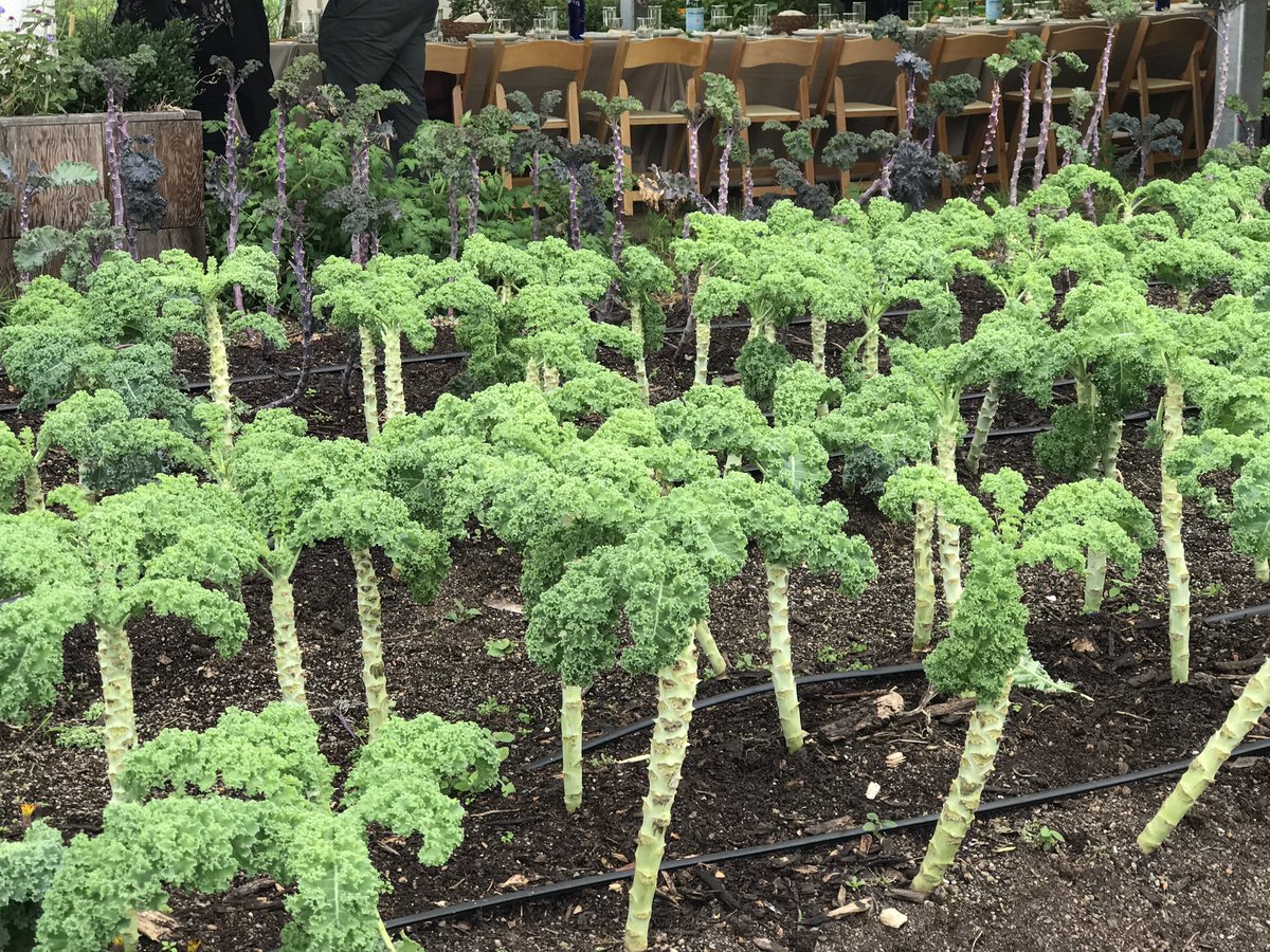 DanielleYCasey's tweet photo. Thanks to @Metro_Chamber and @BrooklynGrange I now know what kale looks like before it is harvested! #StudyMission18 @selectsac https://t.co/zKj2mUJFEi
