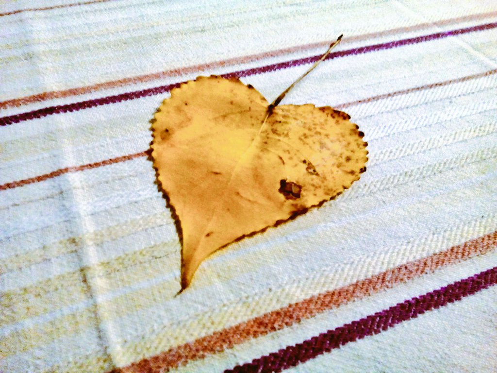 CrispiLoJi's tweet image. Árbores dando leccións de amor. #LoveOfTrees