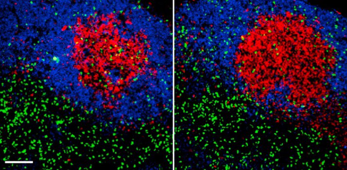 #ICOS overcomes #PD1 inhibition to allows entry into the #germinalcenter where the final stage of #TFHcells differentiation occurs #JingwenShi et al. @ImmunityCP goo.gl/Gzj9Lv