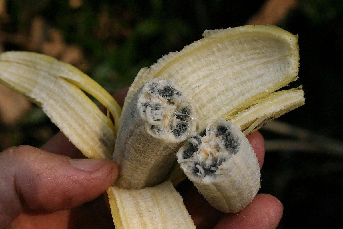 Банан и семена фестука семена