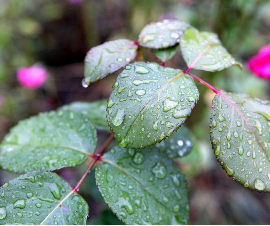 PermaPierFoundation tweet media