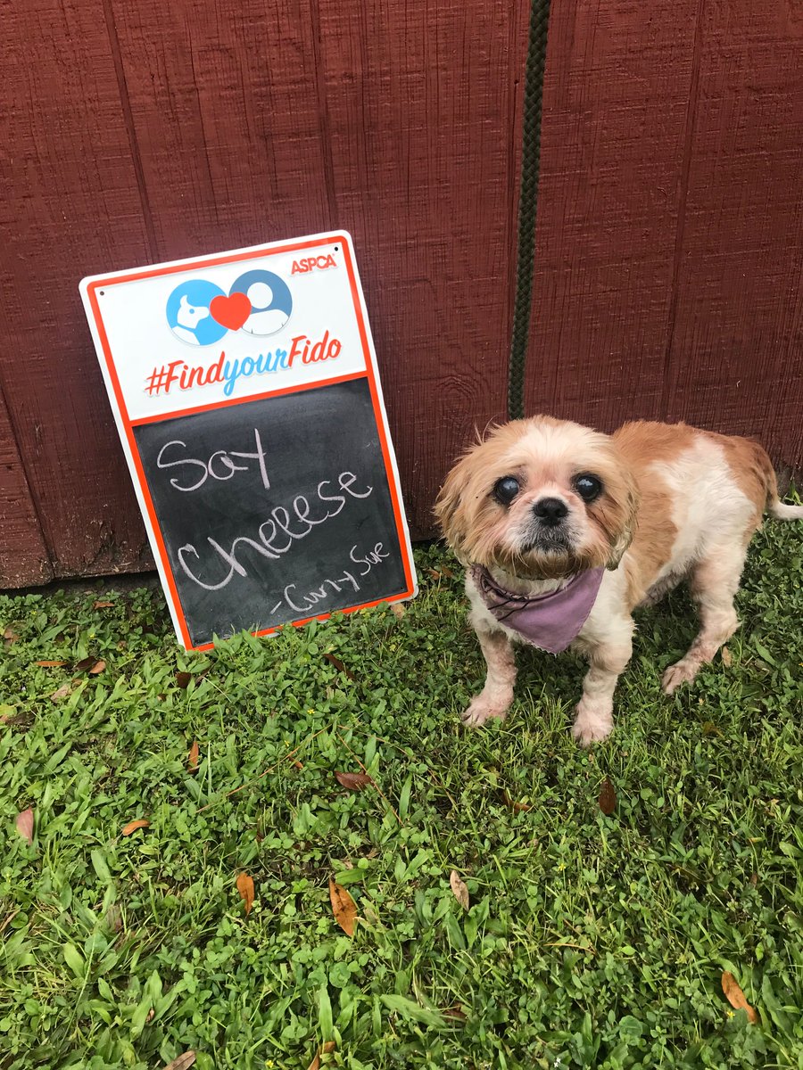“Saaaaay cheeeeese!” - Curly Sue. She is an 8 year old Shih Tzu mix that would love to take a nap with you on the couch and day dream about treats. Come down to meet her today! #findyourfido #adoptdontshop #adoption #animalrescue #animalshelter #adoptashelterdogmonth