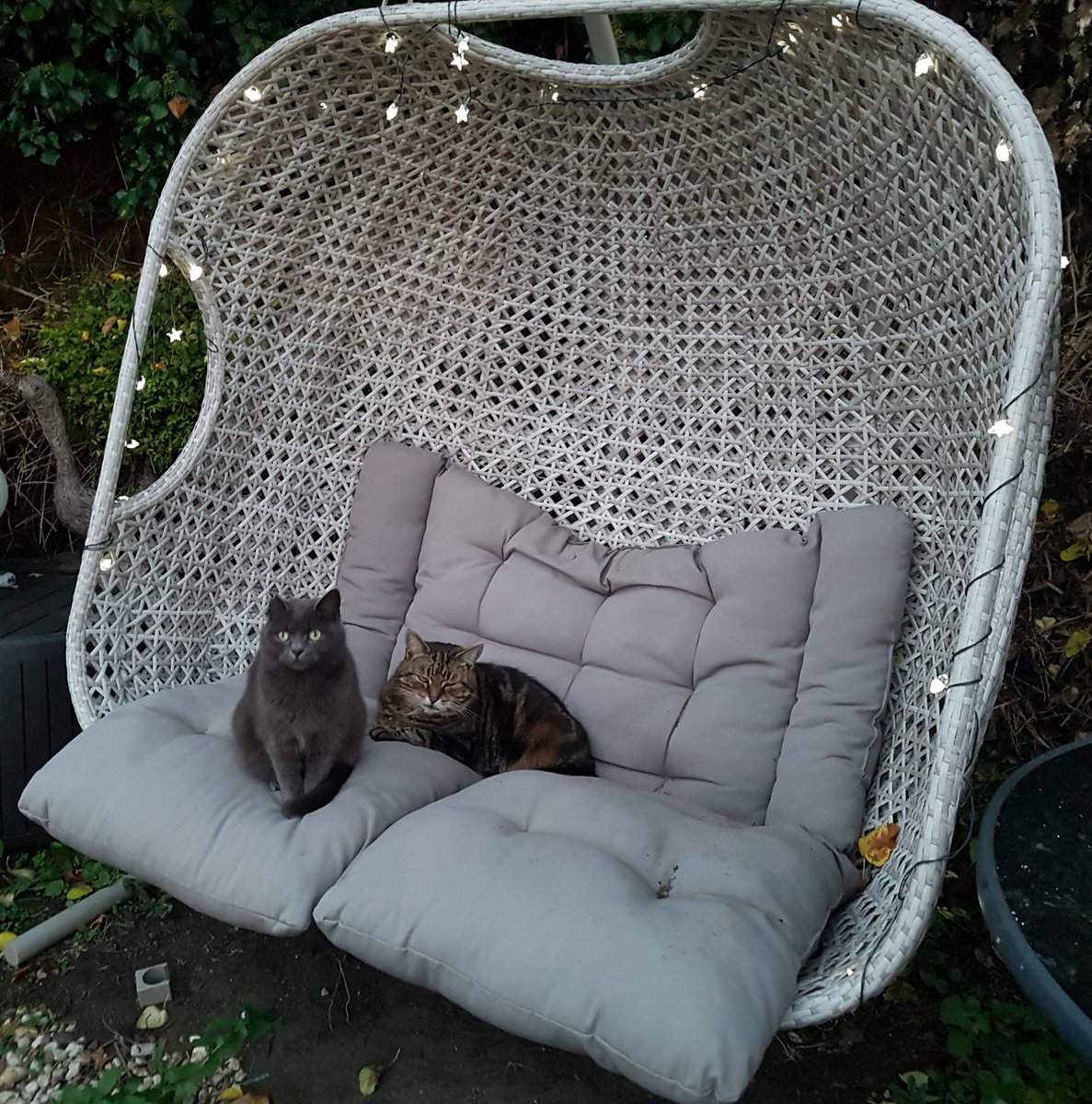 BentleyMccat's tweet image. #MentalHealthDay2018 
#PawHugs #catlove to efurryone on Twitter.
Relaxing too. Getting into the swing of things before #GladdersYoga 
Making the most of our sunshine in Reading.💜