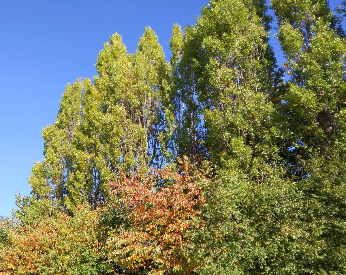 CityofTreesMcr's tweet photo. #AllOurTrees enjoyed surveying these #lovely #trees in 3 #diverse plots in this week's #sunshine
Many Thanks to #godleystudridingschool #bottomshallfarm @IMSEuroLtd for access
@TamesideCouncil @tmbc_places @NewsTameside @StockportMBC @stockportnews @Oldknows_Marple #romanlakes https://t.co/IZQCedutoC