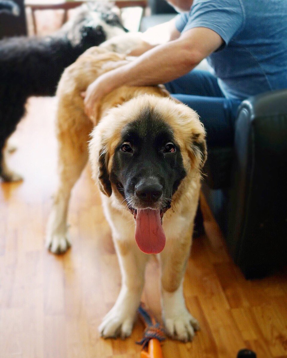 newfoundland dog st bernard mix