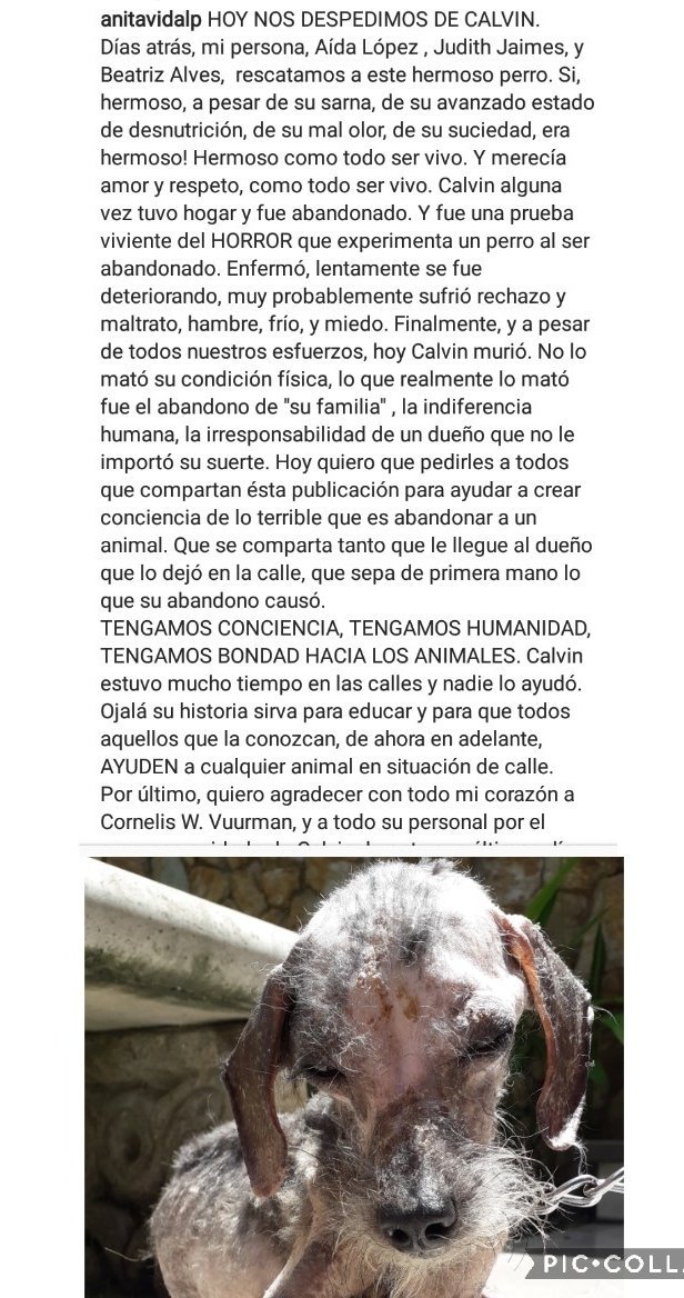 PerroUsuario Wof '•' tweet media