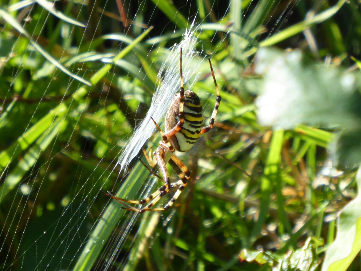 hatbirder's tweet photo. One wasp spider getting a whole lot of attention at @KneppSafaris yesterday #MScSISS #MScPlDiv #MScWildMan #MScEntoRes https://t.co/qcDoWRaQrC