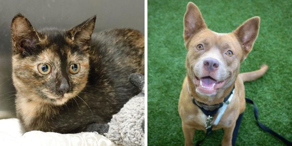 Palm Beach County On Twitter Meet Shea And Snickers Both Available For Adoption At The Palm Beach County Animal Care Control Shelter Click Here For More Information Https T Co Zfvyiegfq0 Https T Co D3jasuxsay