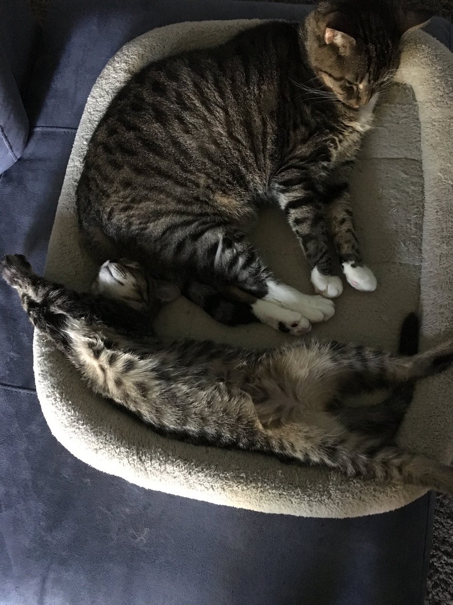 altCarin's tweet photo. My kitties TRIED to stay awake for the much-anticipated arrival of my @twentyonepilots preorder bundle…but it’s been 6 days &amp; nada. They just couldn’t stay up any longer 😢😤😴 https://t.co/UW9fVZK0ae