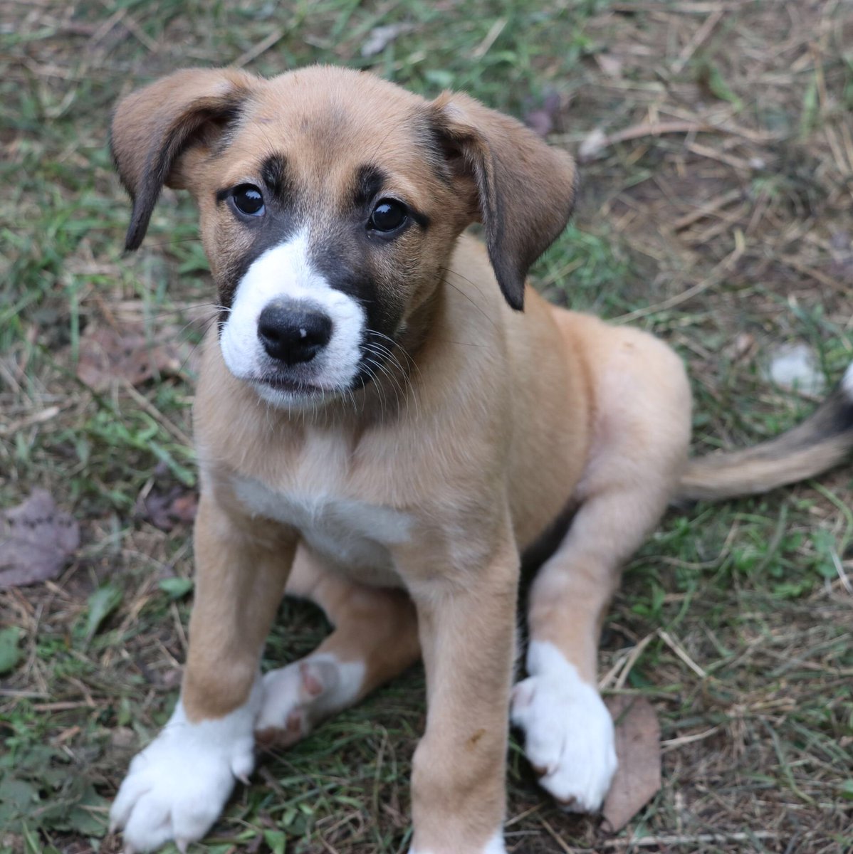 When you adopt a dog, you get rewarded with kisses from a face like this! To find more faces like this visit pawsafe.org! #WoofWednesday #woofwoofwednesday #AdoptDontShop #DogsofTwittter