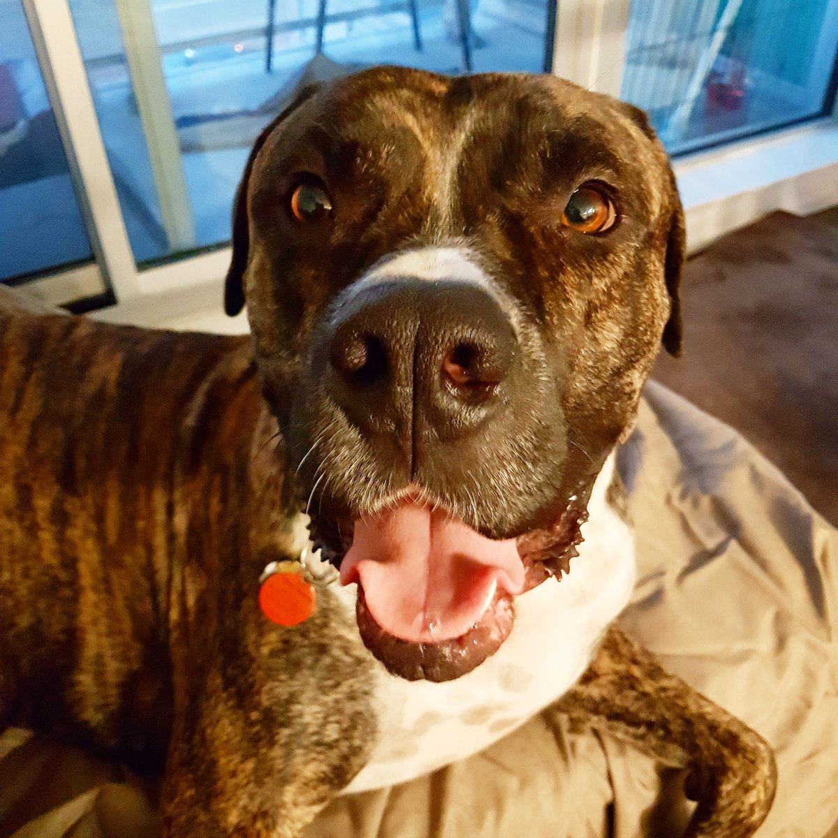 AbbyRadovski's tweet photo. I think Knight is pretty happy to have me home... #endofvacay #dogsoftwitter #backincanada https://t.co/h2iWBUMGtR