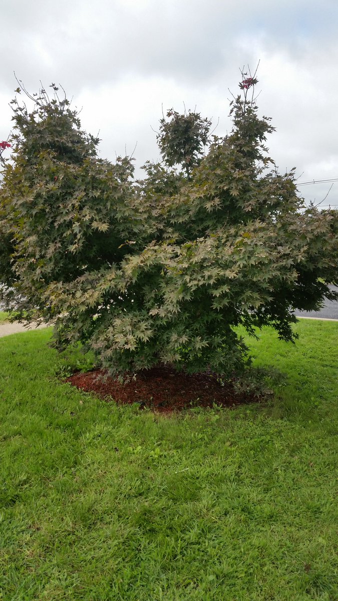 JonathanEvanow1's tweet photo. Customer's overgrown Japanese Maple tree all trimmed up! https://t.co/5rUXtXWRYC