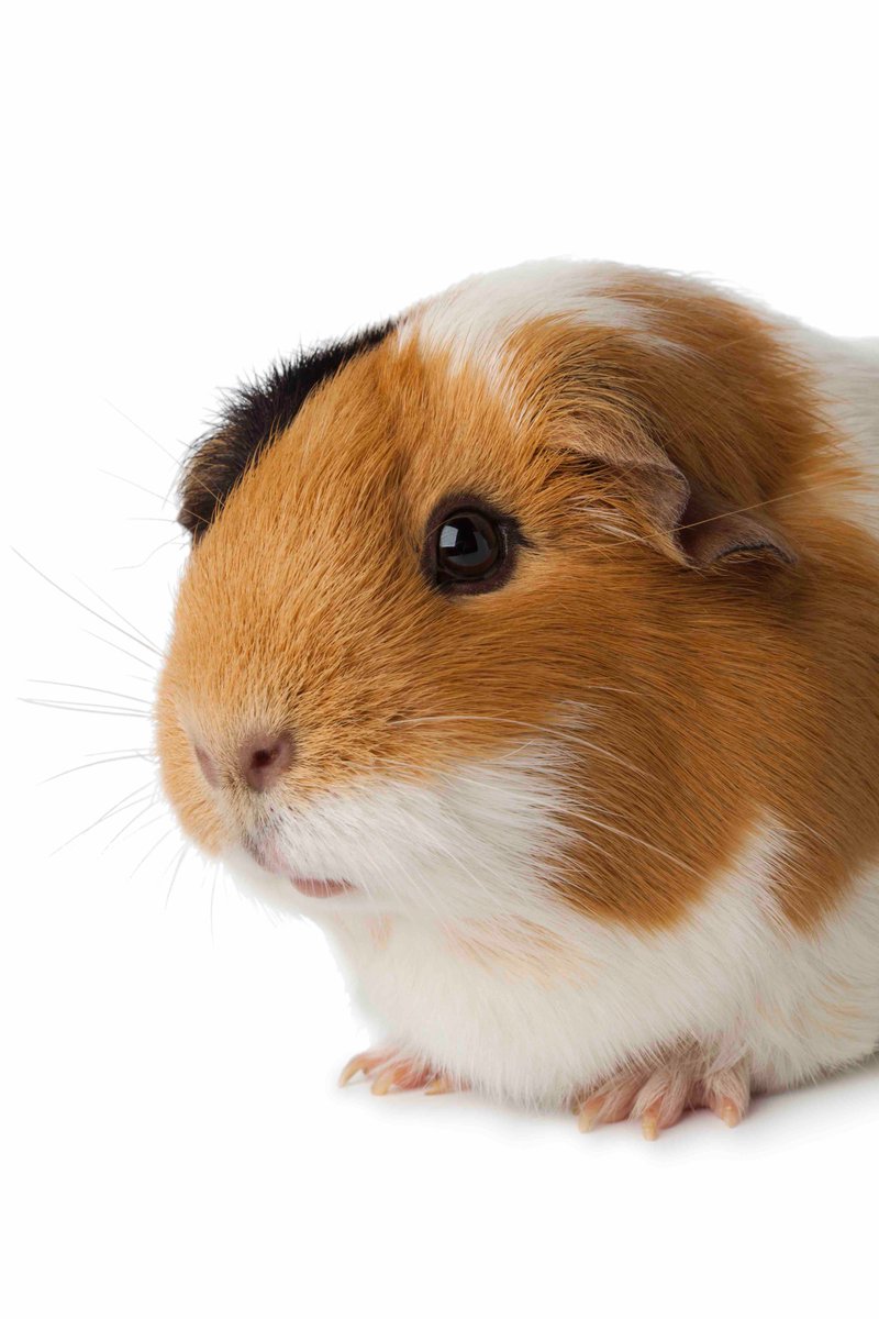 Is this question on your mind? Can guinea pigs and rabbits actually live together. Find out right here: whathaytofeedyourguineapigs.com/can-guinea-pig…