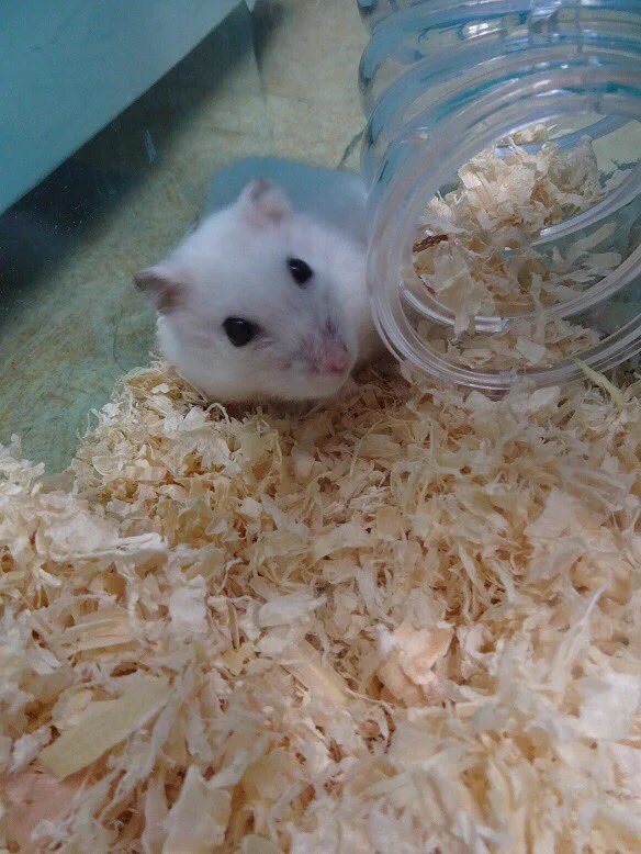 安心して行ってきます！空港のペットホテルの神対応に号泣