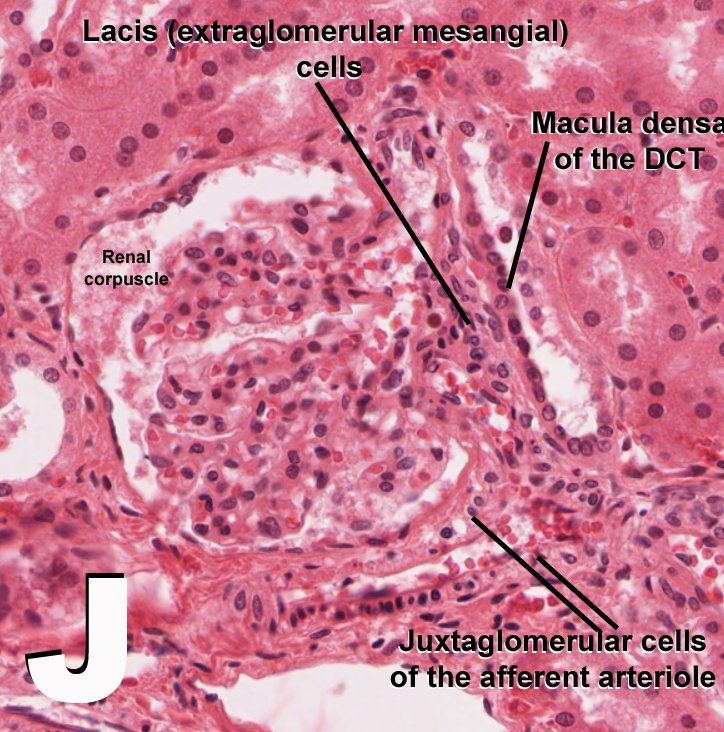 Juxtaglomerular Cells Histology