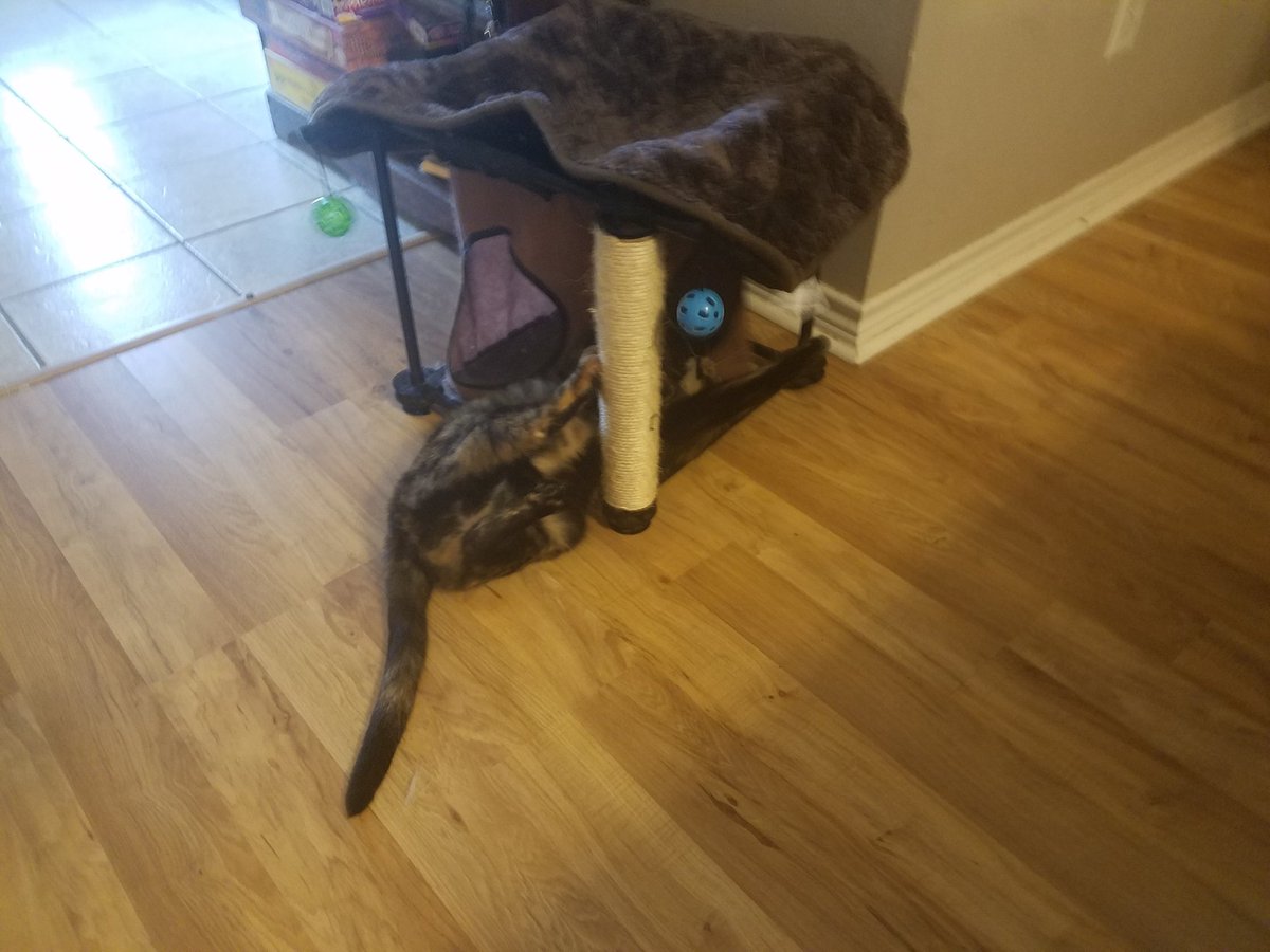 ravenboxcat's tweet photo. They will never find me here! #Whiskerswednesday #CatsOfTwitter #cats #cutecats https://t.co/AGCuE37YD6