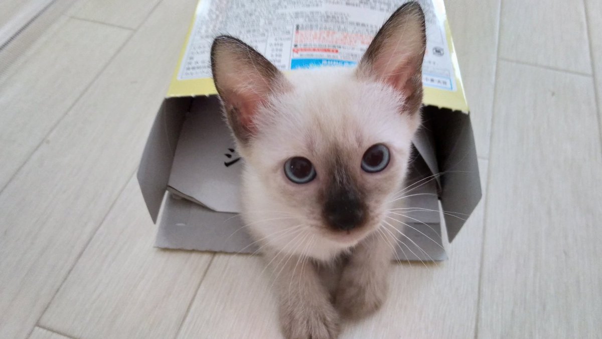 五獣王 トイボブハウス Pa Twitter 赤ちゃん箱が大好き 五獣