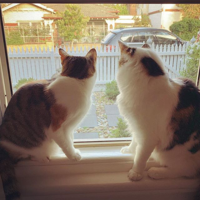 Guard cats. I don&rsquo;t really feel that safe, but I do feel love. 🐱💕 https://t.co/BVn05sO6tX