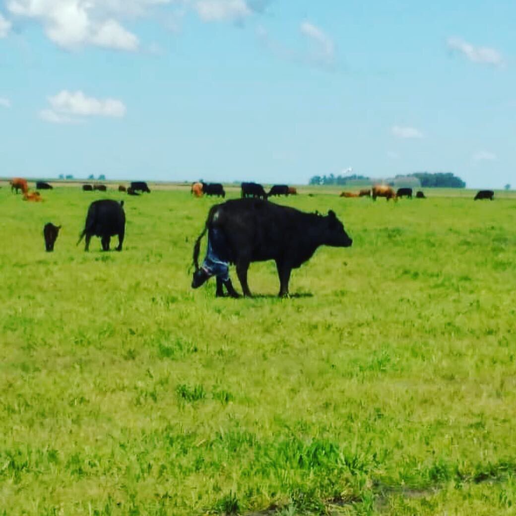 FarmInData's tweet photo. Pariendo 🐮

#naturaleza #campo #vida https://t.co/fEyuvTFAc9