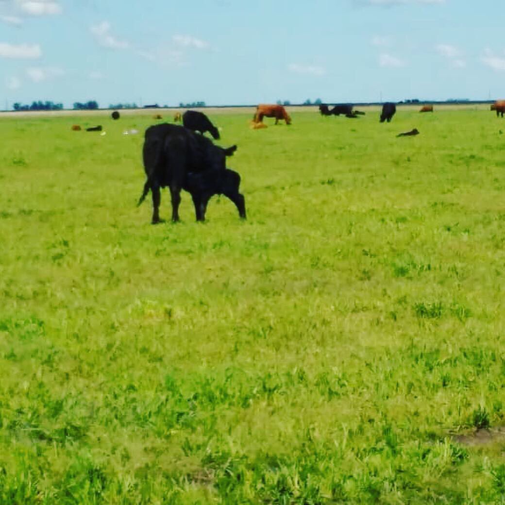 FarmInData's tweet photo. Pariendo 🐮

#naturaleza #campo #vida https://t.co/fEyuvTFAc9
