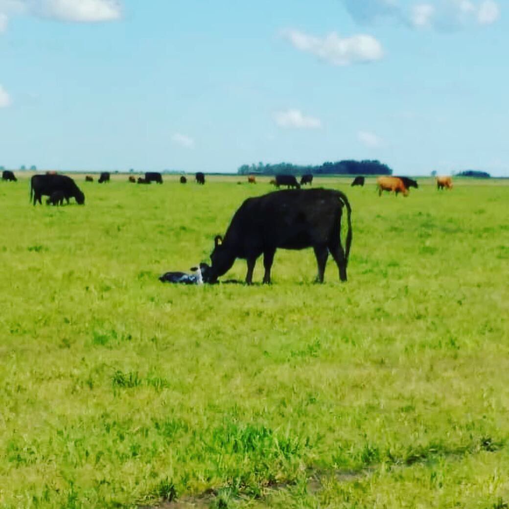 FarmInData's tweet photo. Pariendo 🐮

#naturaleza #campo #vida https://t.co/fEyuvTFAc9