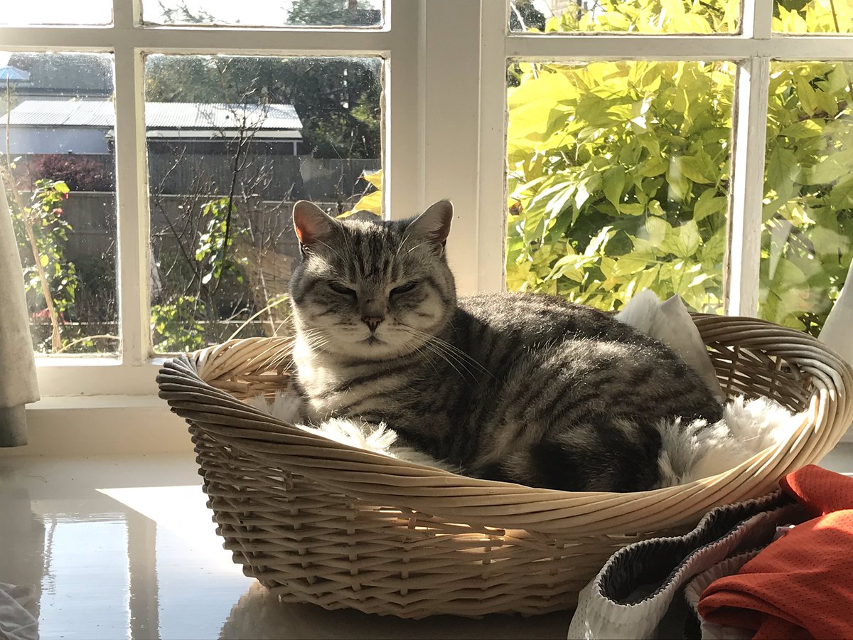 lilahdooks's tweet photo. #NoCaptionNeeded #SmartKitty #BestBed #Whicker #WhiskersWednesday #Smug #SunnyDay #BSHCrew #AdoptDontShop #SilverTiger https://t.co/k1ZH0d4s0B