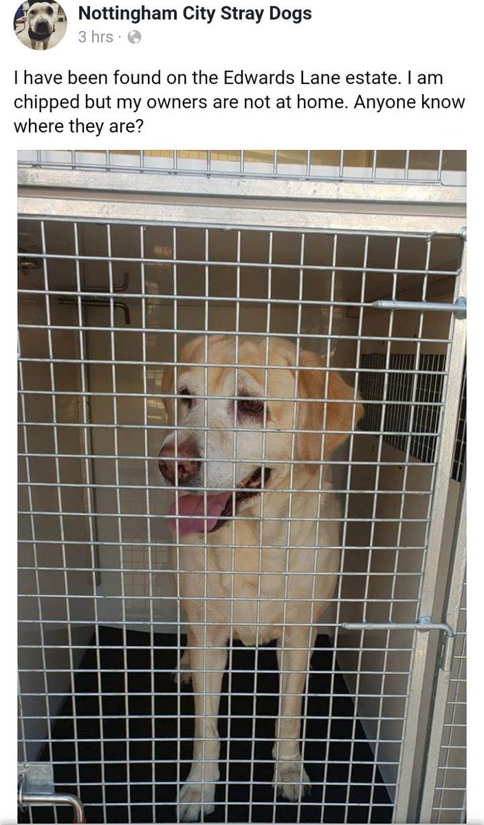 MissingPetsGB's tweet photo. 🐕 #FoundDog 
Found on the Edwards Lane Estate #Nottingham 
Chipped but unable to contact owner. 

Anyone recognise this dog? https://t.co/uWk0wiORhr
