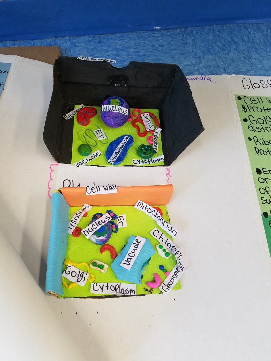 CertaMrs's tweet photo. Cell fun at GVMS!
@CollierScience @GulfviewMiddle https://t.co/81bc8bZ7bJ