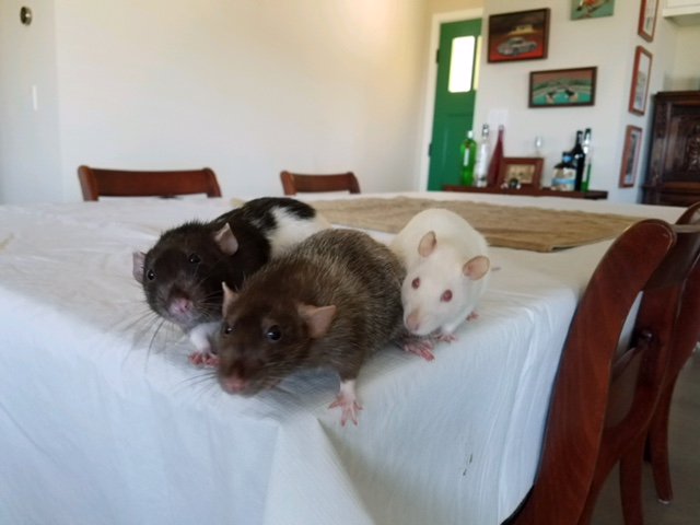 Today we are thrilled to show you a success story! Blake is happy in his new home with his two new girlfriends to snuggle and keep him company.  #adopted #RATS #petrats