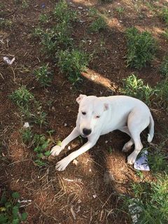 adozioneanimali's tweet photo. (#Vicenza) Buonissima con tutti. Urgente: vive in strada #molosso , #Cane Femmina: Urgentissimo!!!!!!!!!!!!!!!!!!!! Bianca: incrocio #molosso, circa 8 mesi, sterilizzata. Vive in una aiuola: aspetta ogni giorno che qualcuno le porti da mangiare, è… https://t.co/EHtv8CDpcR https://t.co/Edp2NStw8W